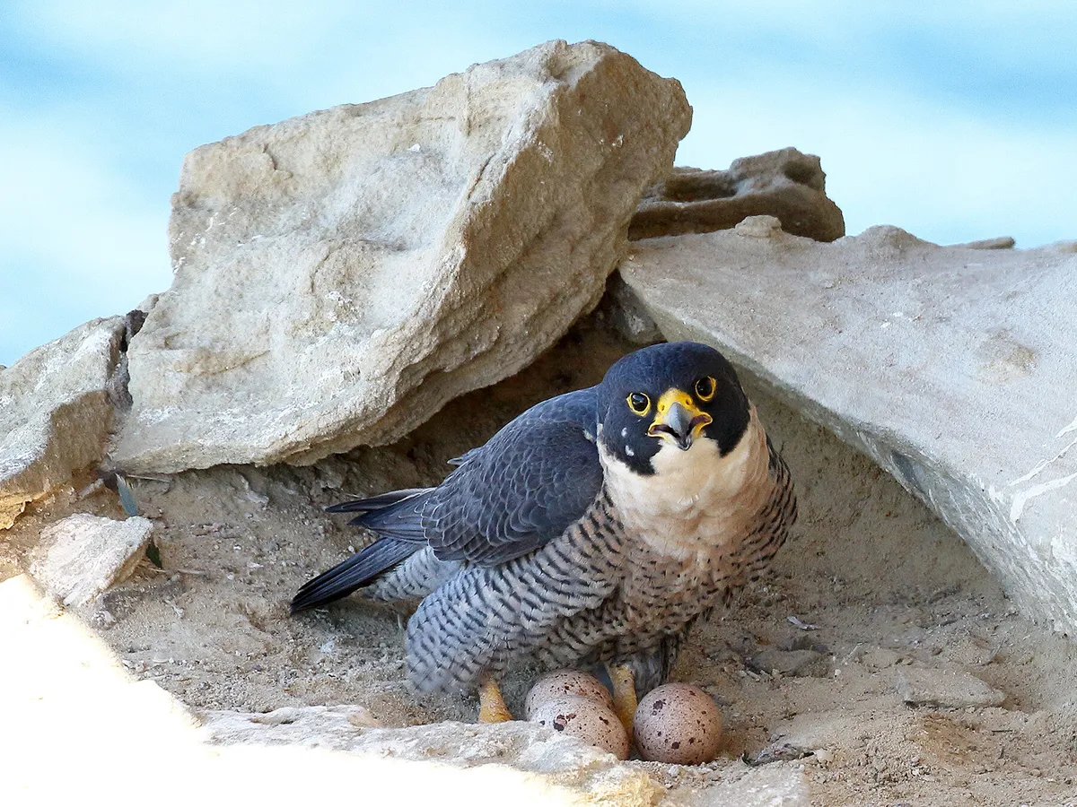 Peregrine Falcon Nesting: A Complete Guide