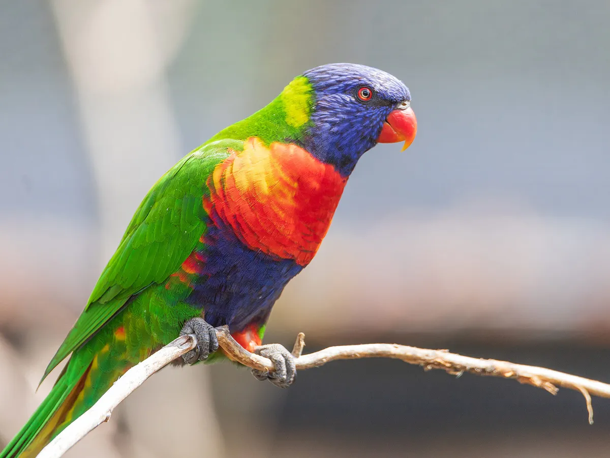 Rainbow Lorikeet Nesting: A Complete Guide