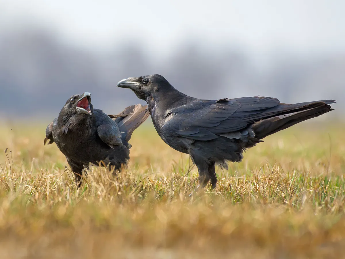 Raven Nesting (Behavior, Eggs + Location)