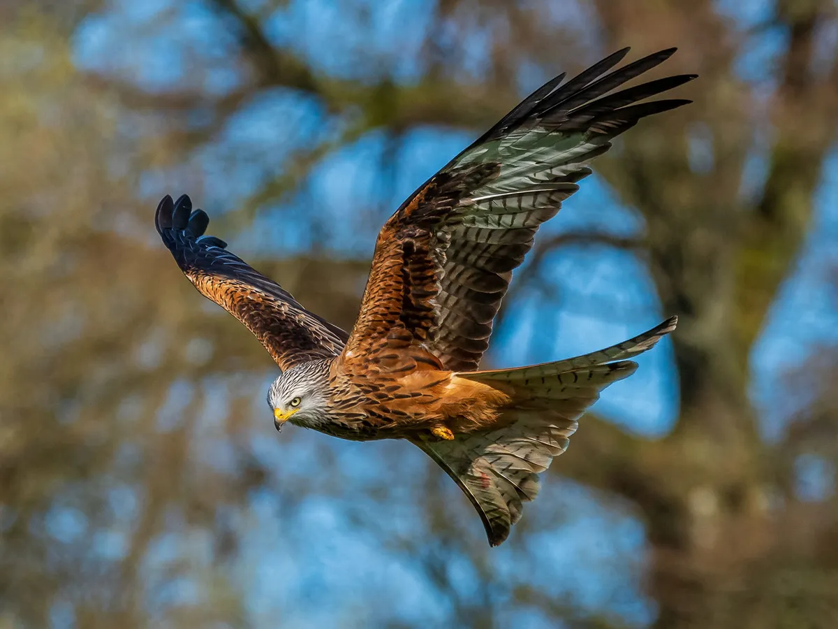 How Big Are Red Kites? (Wingspan + Size)