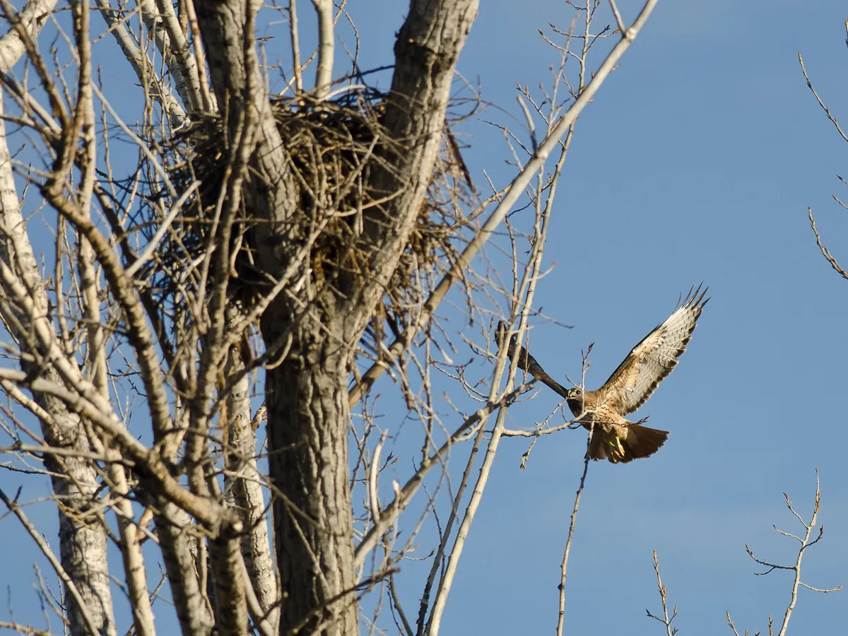 Red-tailed Hawk Nesting (Complete Guide) - Unianimal