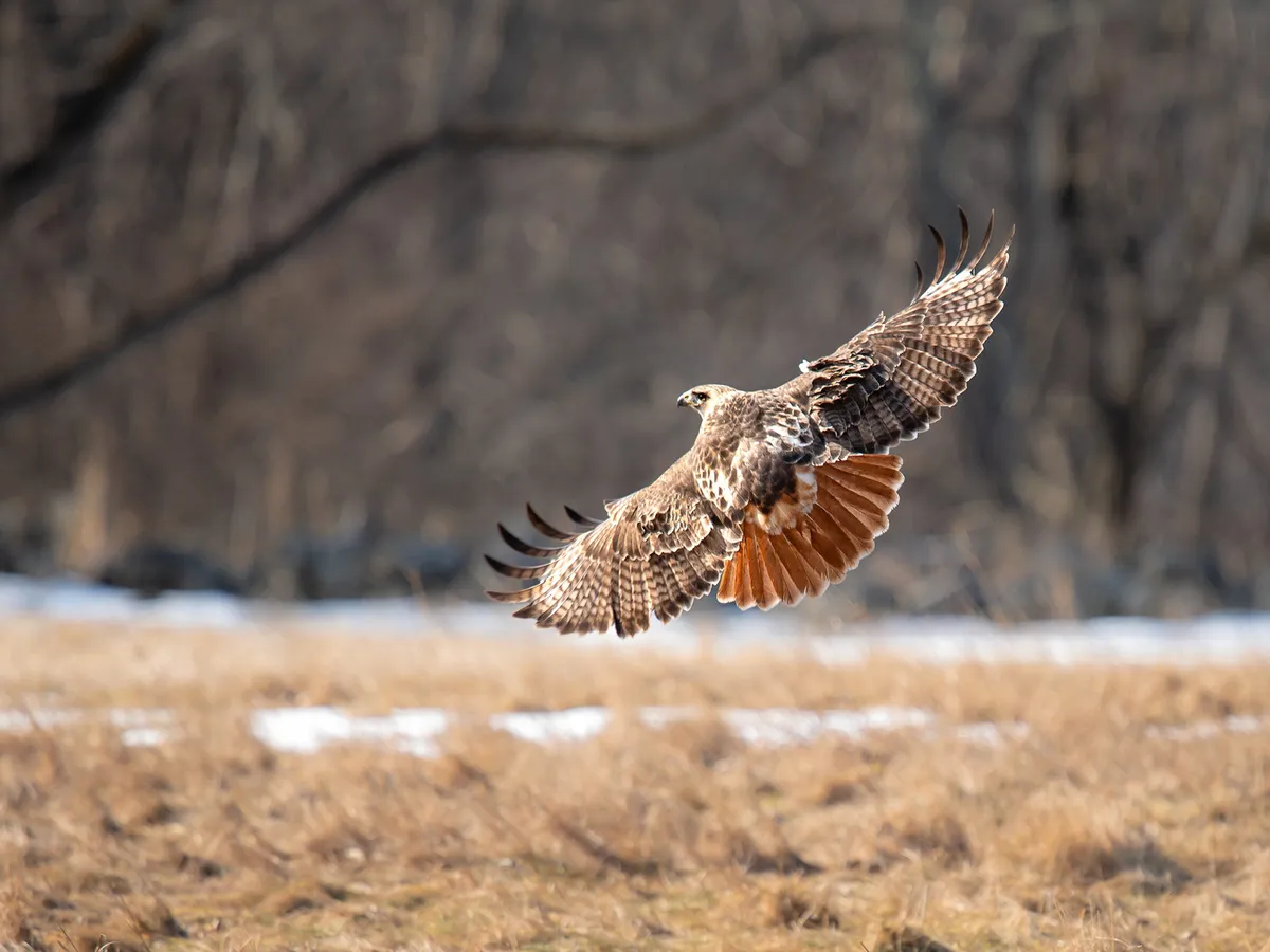 Red-tailed Hawk Migration: A Complete Guide