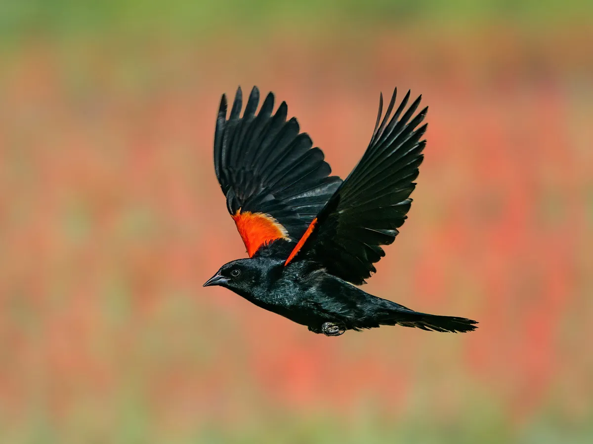 Red-winged Blackbird Migration: A Complete Guide