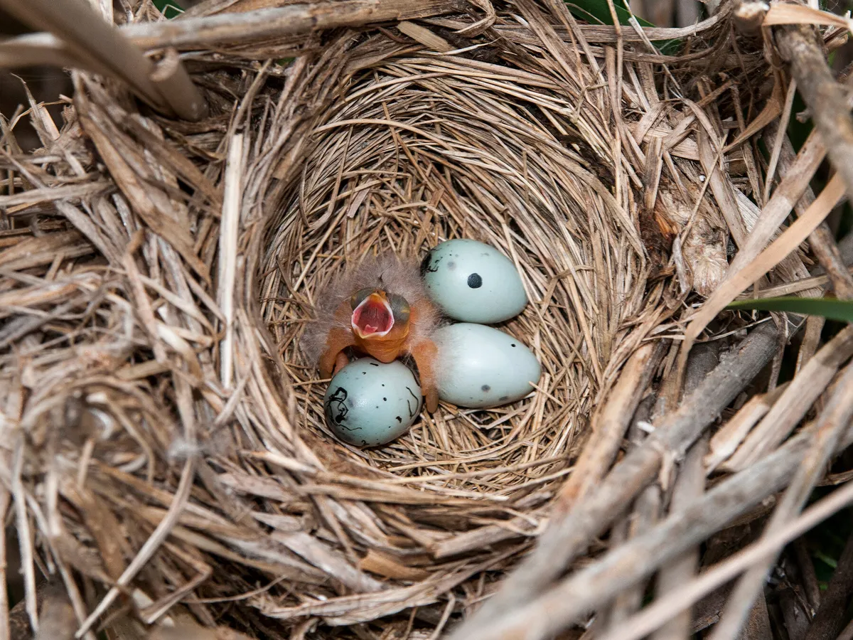 Red-winged Blackbird Nesting (All You Need To Know)