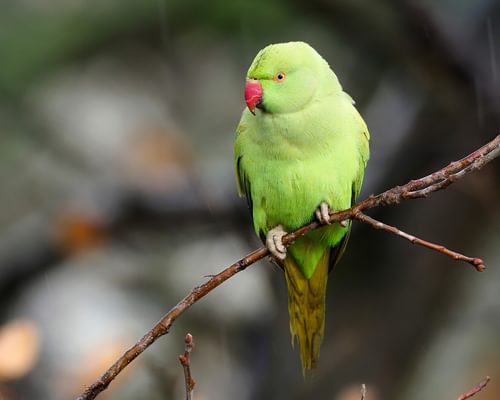 Ring-Necked Parakeet