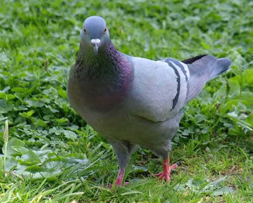 Rock Dove (Feral Pigeon)