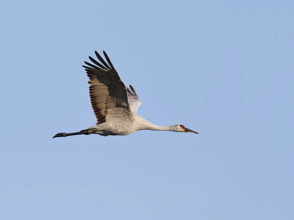 Sandhill Crane in flight, Gainesville, Florida