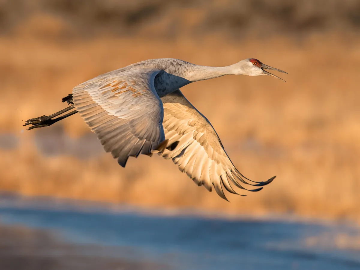 On average, sandhill cranes live anywhere from 20 to 40 years old