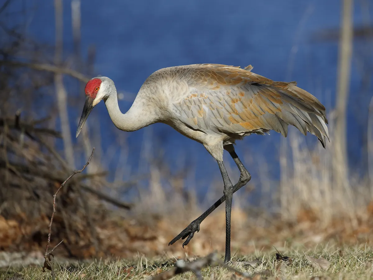 Sandhill Crane Nesting (All You Need To Know)
