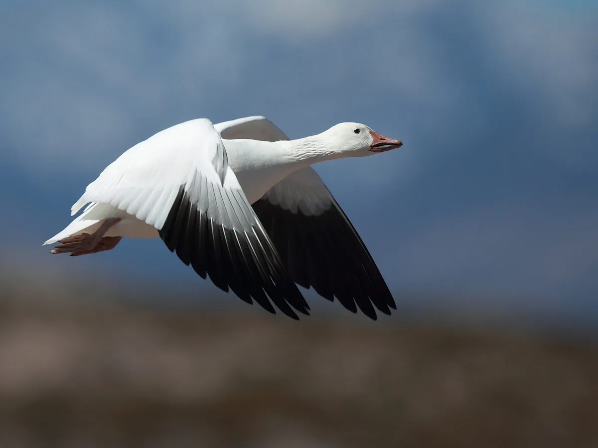 Snow Geese Migration: A Complete Guide