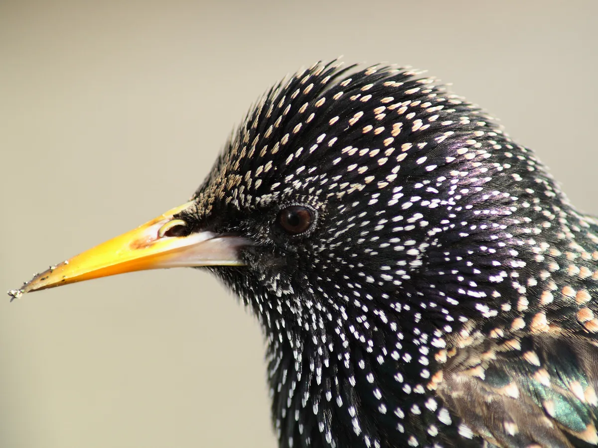 European Starling or Common Grackle: how to tell the difference?