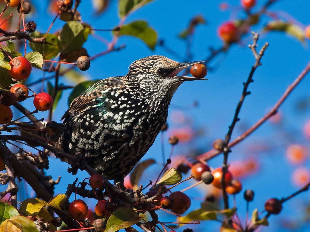 Starling eating fruits from an apple tree