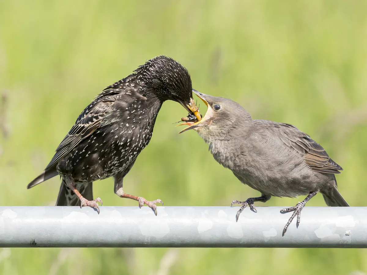 Starling feeding a juvenile