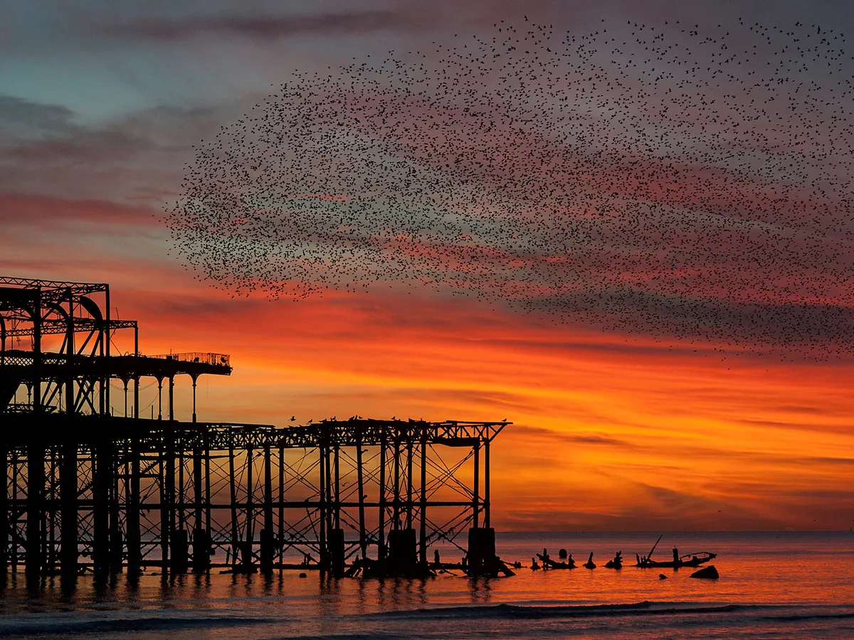 A murmuration of Starlings over the ruins of the West Pier, in Brighton, UK