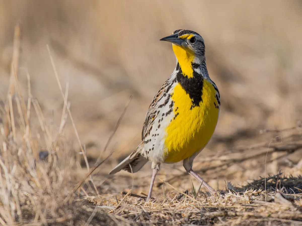 What is the State Bird of Nebraska? (And Why?)