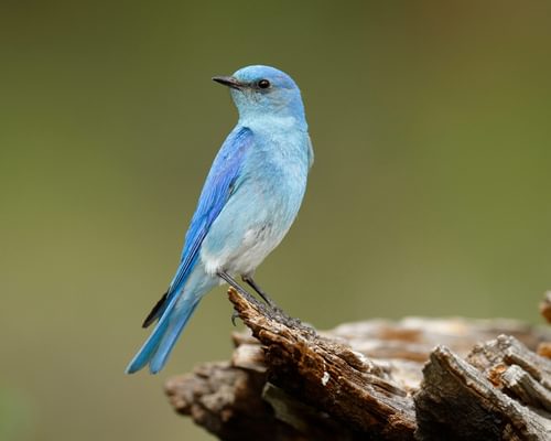 What is the State Bird of Nevada? (And Why?)