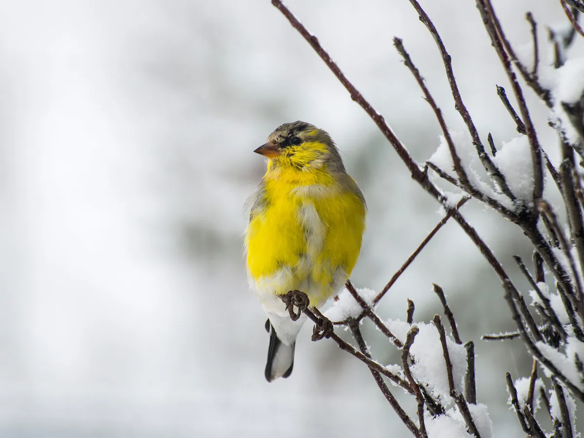 What is the State Bird of New Jersey? (And Why?)
