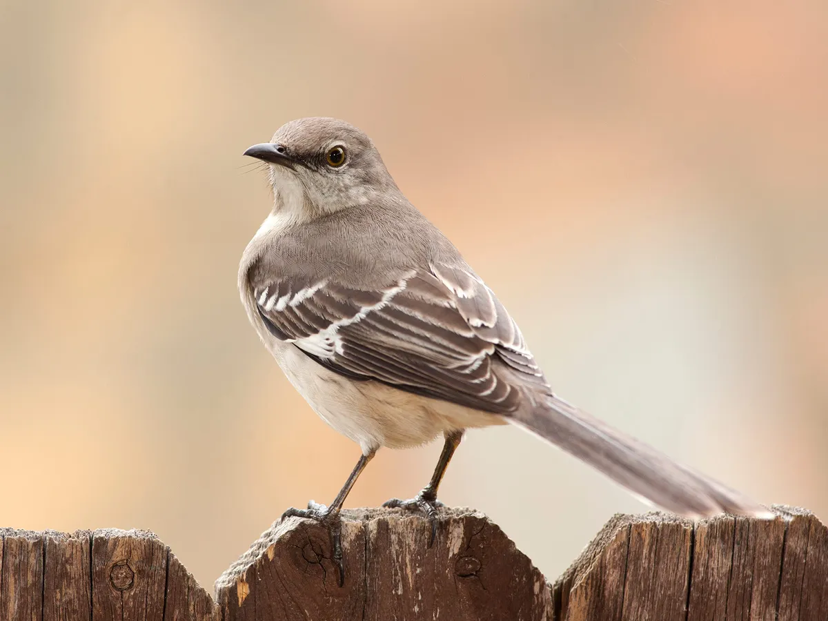 What is the State Bird of Texas? (And The Story Behind It) | Birdfact