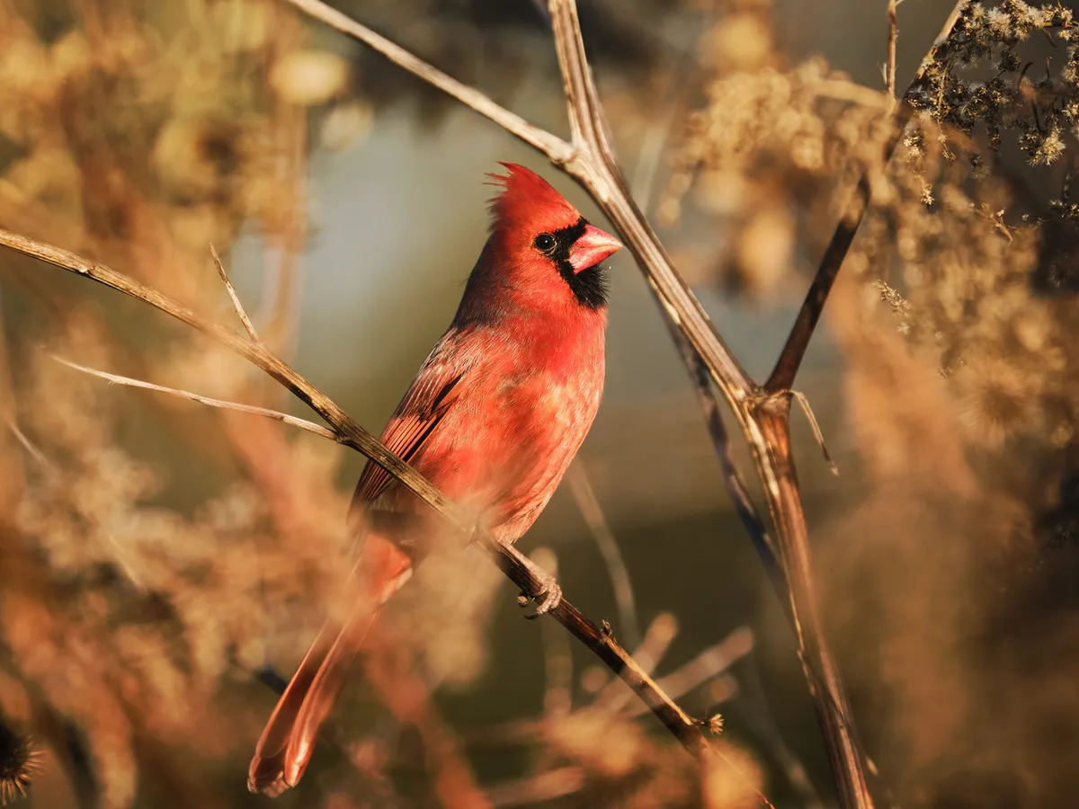 What is the State Bird of Virginia? (And Why?) | Birdfact