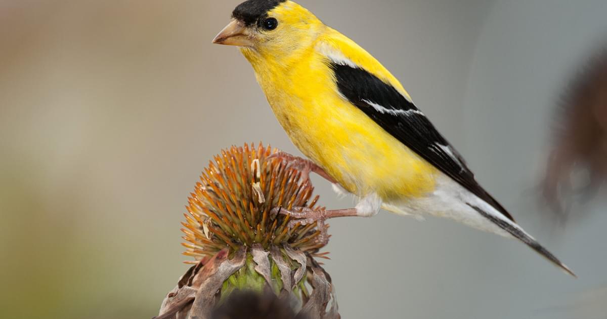 What is the State Bird of Washington (And Why?) | Birdfact