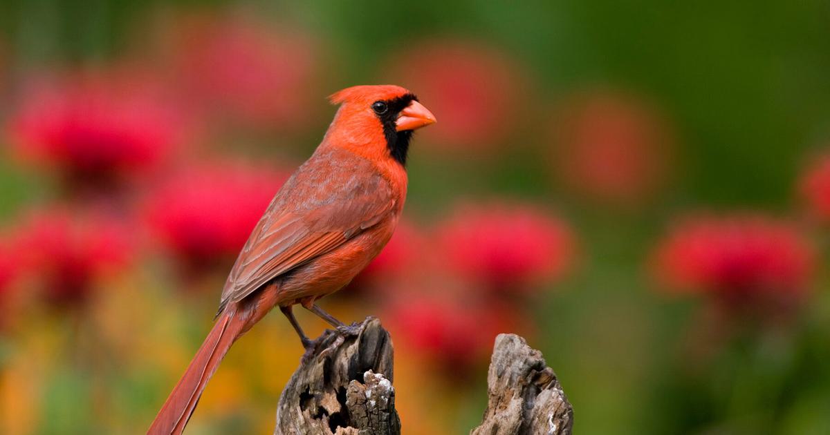What is the State Bird of West Virginia? (And Why?) | Birdfact