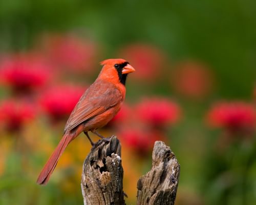 What is the State Bird of West Virginia? (And Why?)