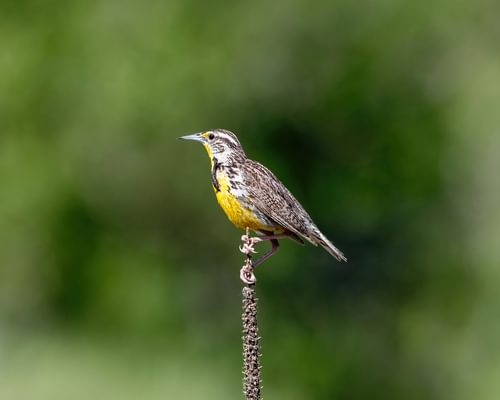 What is the State Bird of Wyoming? (And Why?)
