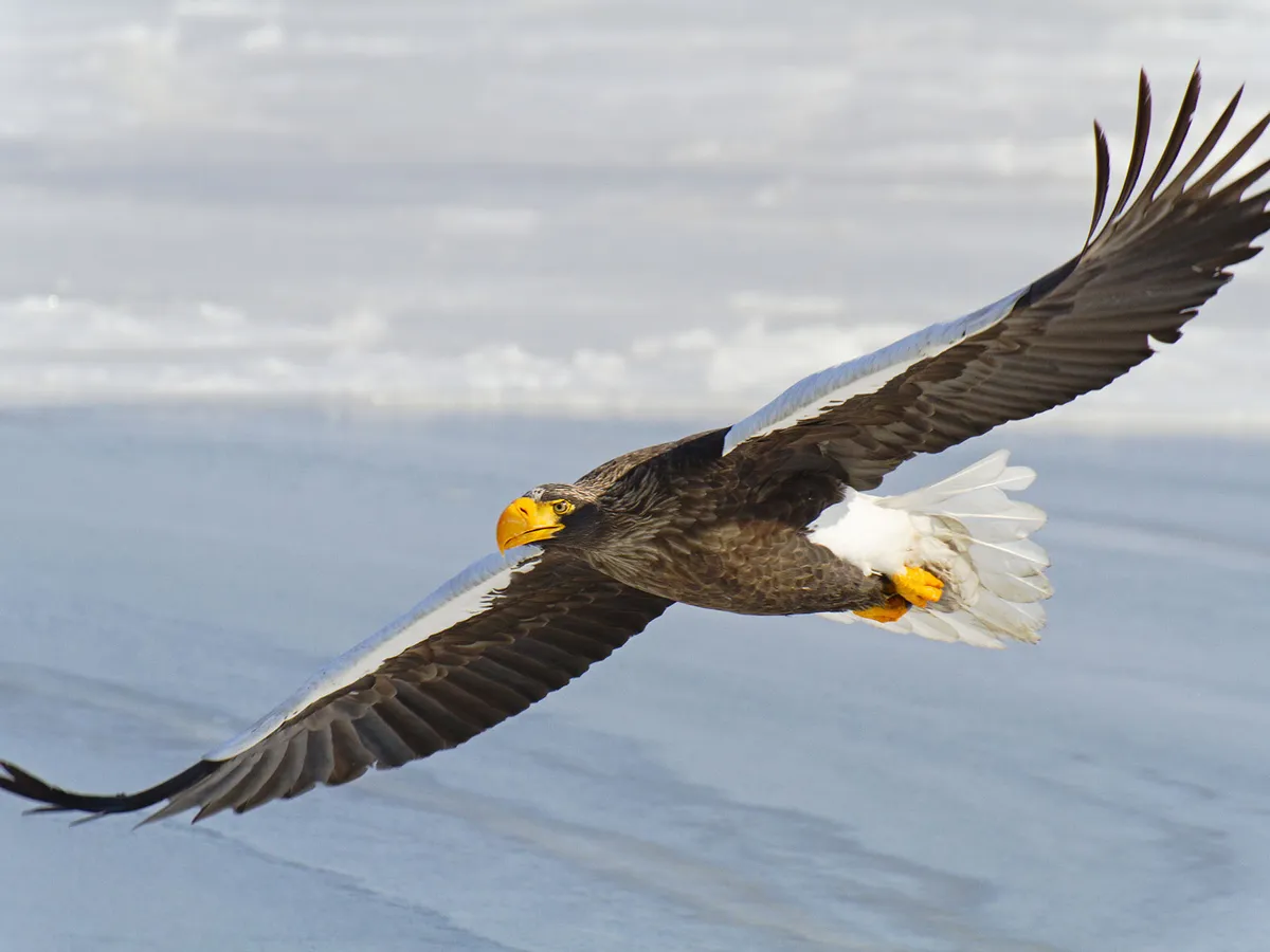 Steller's Sea Eagles wingspans can reach over 2.5m
