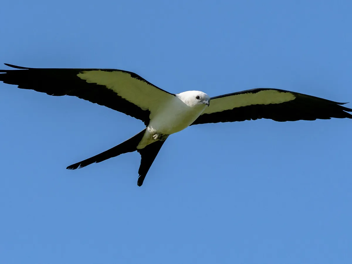 Swallow-tailed Kite: Range and Habitat