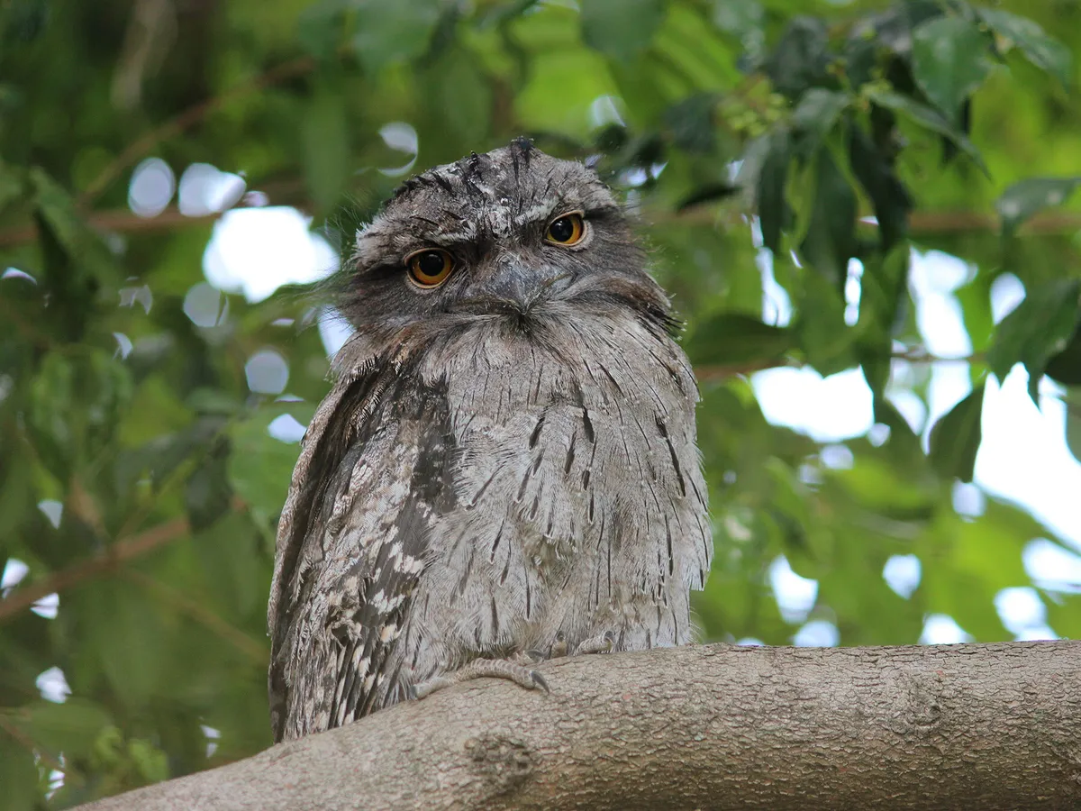 Tawny Frogmouth Nesting: A Complete Guide
