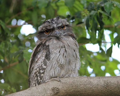 Tawny Frogmouth Nesting: A Complete Guide