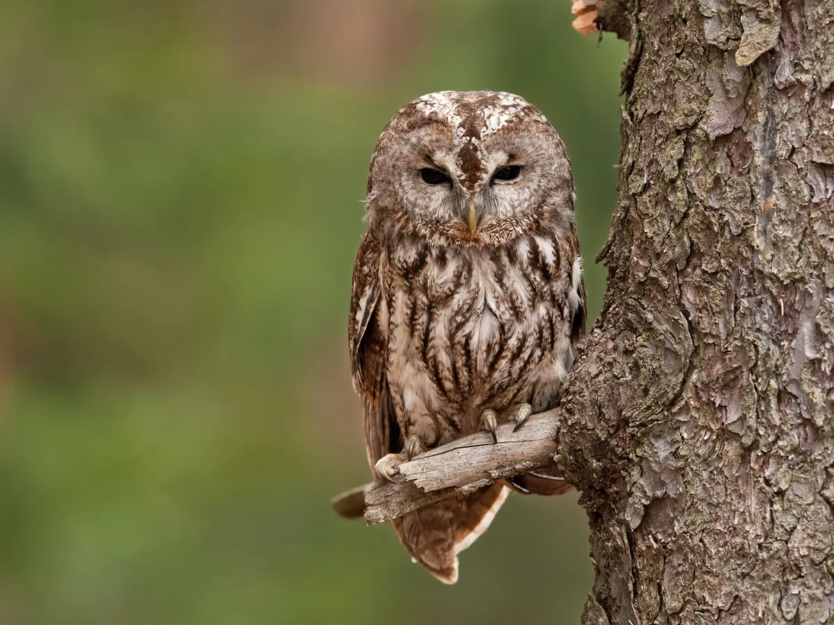 Tawny Owl Bird Facts (Strix aluco) | Birdfact