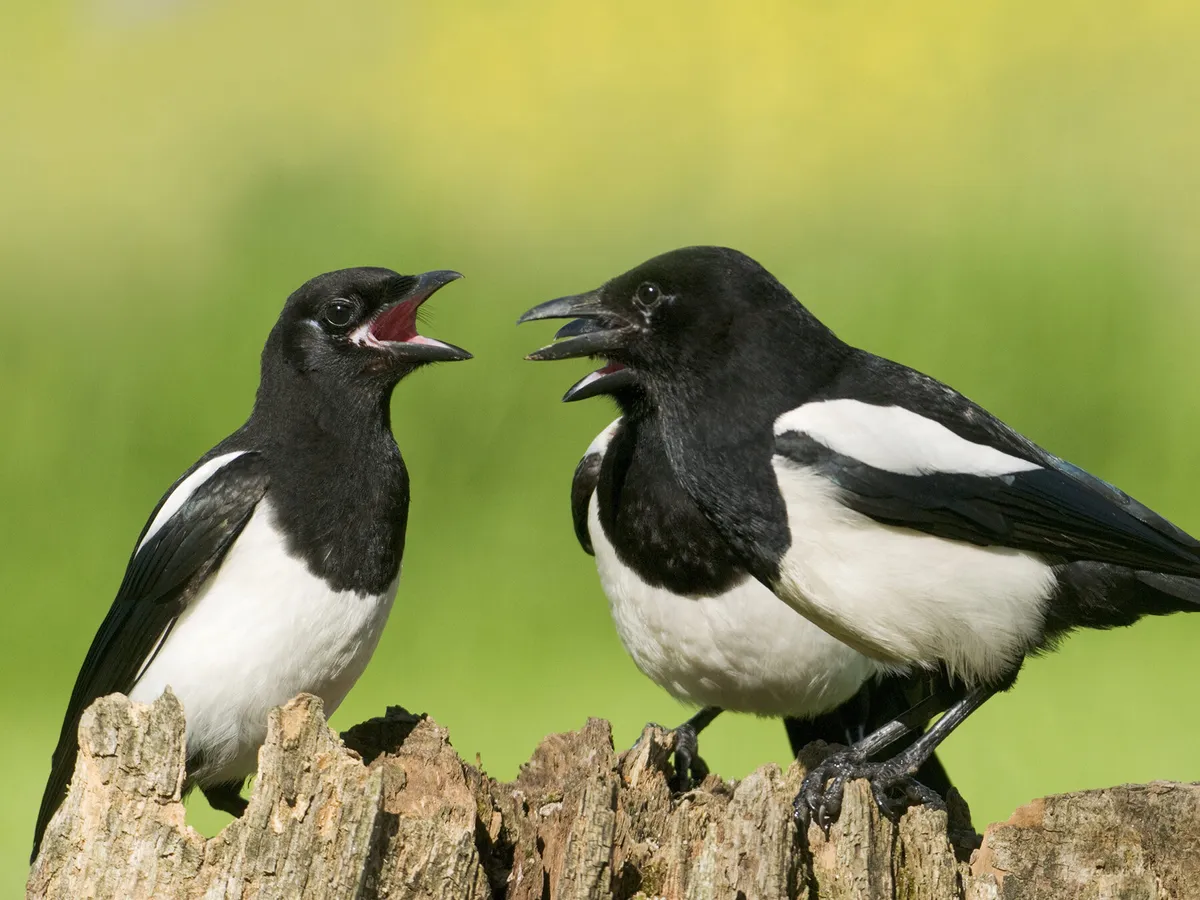 Three Magpies gathered together on a rotten tree stump