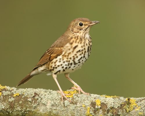 Thrushes In The UK (Complete Guide with Pictures)