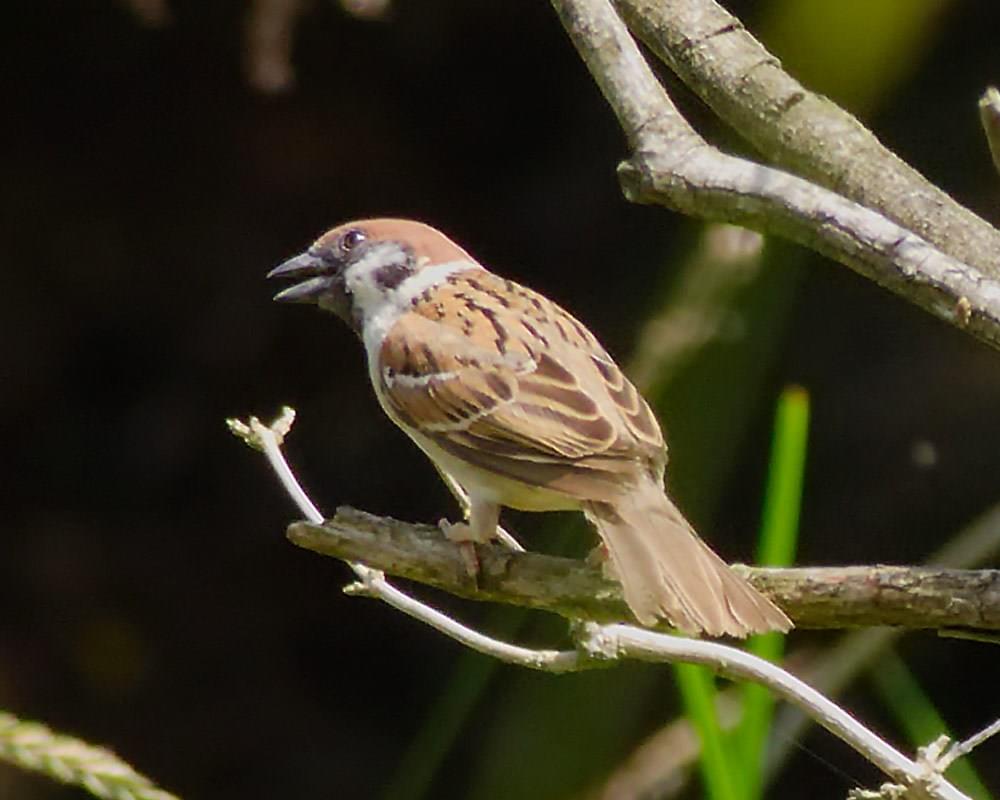 Old World sparrows