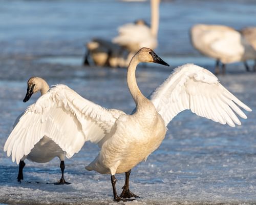 Tundra Swan (Whistling) vs Trumpeter Swan: What Are The Differences?