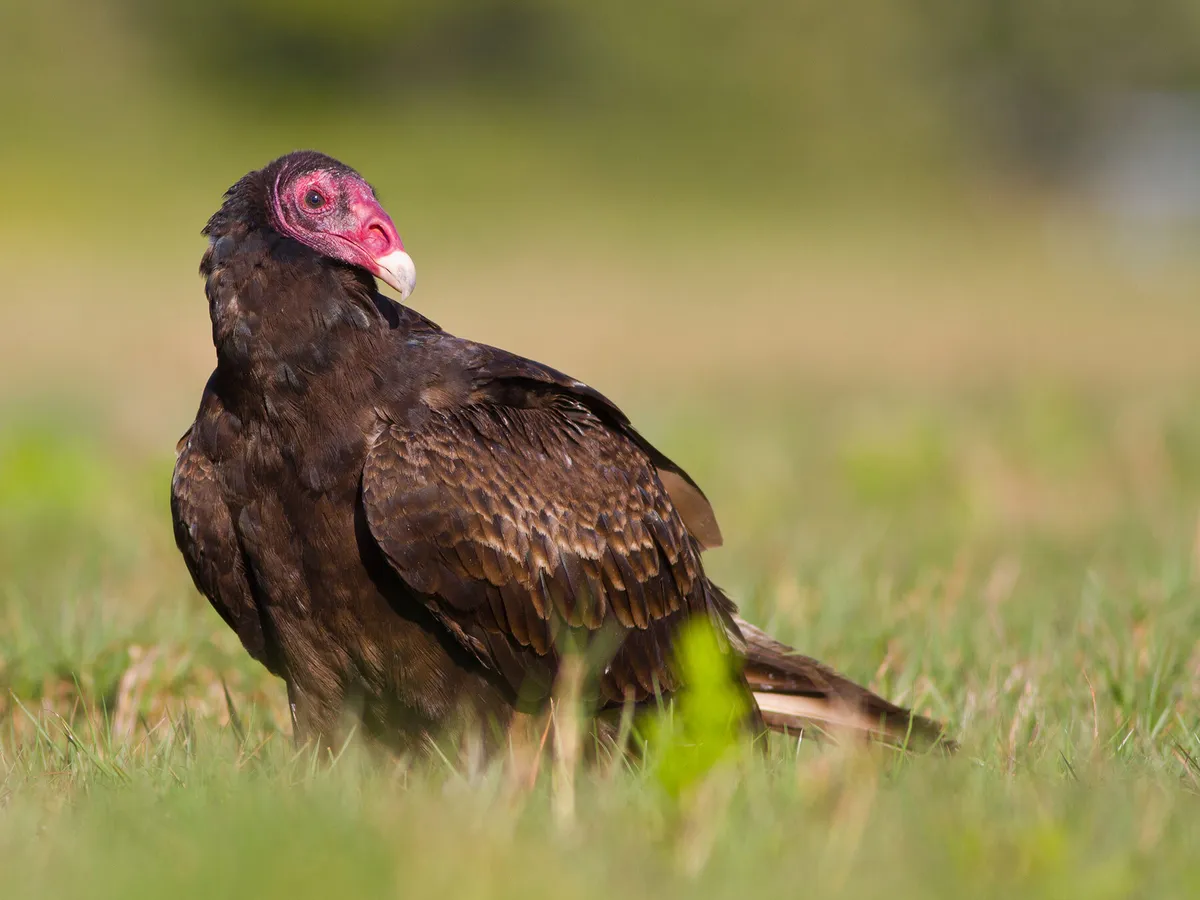 Turkey Vulture Migration: A Complete Guide