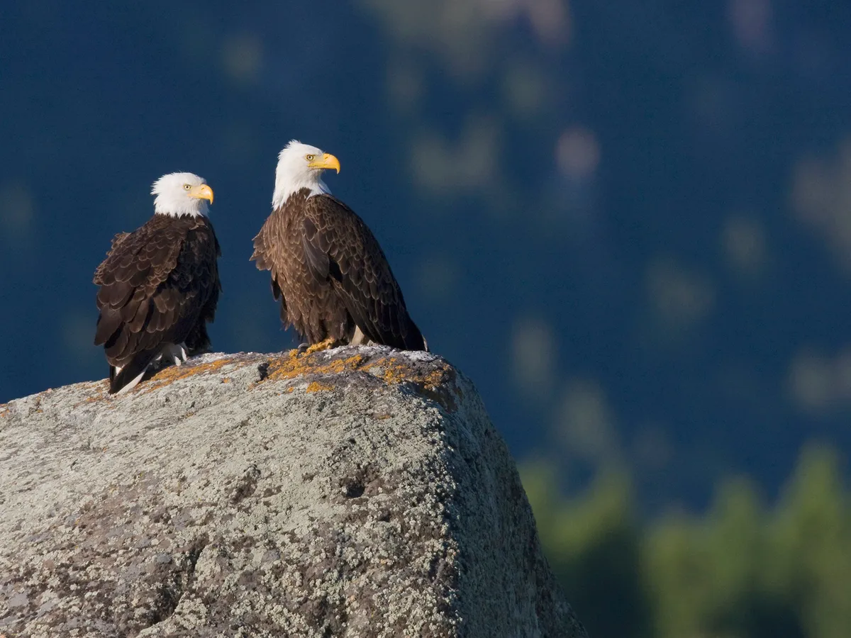 A breeding pair of Bald Eagles perched on a rock