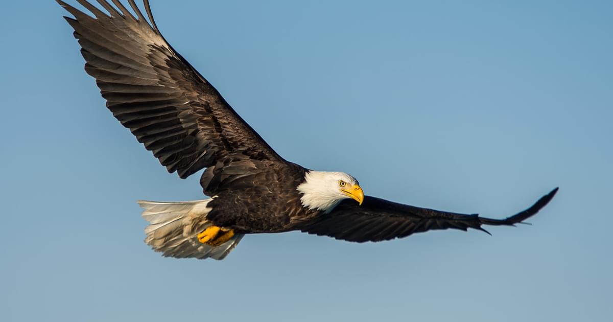 What Do Bald Eagles Eat? (Complete Guide) | Bird Fact