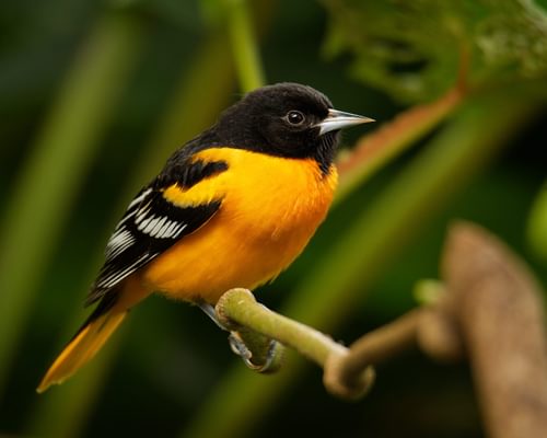 What Do Baltimore Orioles Eat? (Diet, Behavior and Habits)