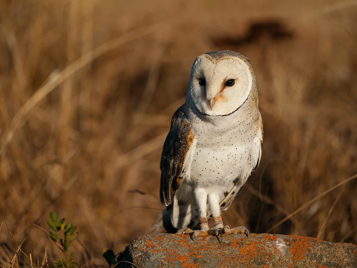 What Do Barn Owls Eat? (Complete Guide)