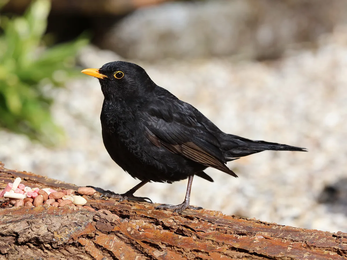 What Do Blackbirds Eat? (Complete Guide)