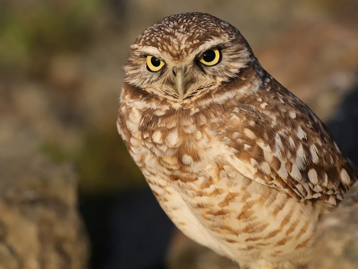 What Do Burrowing Owls Eat?