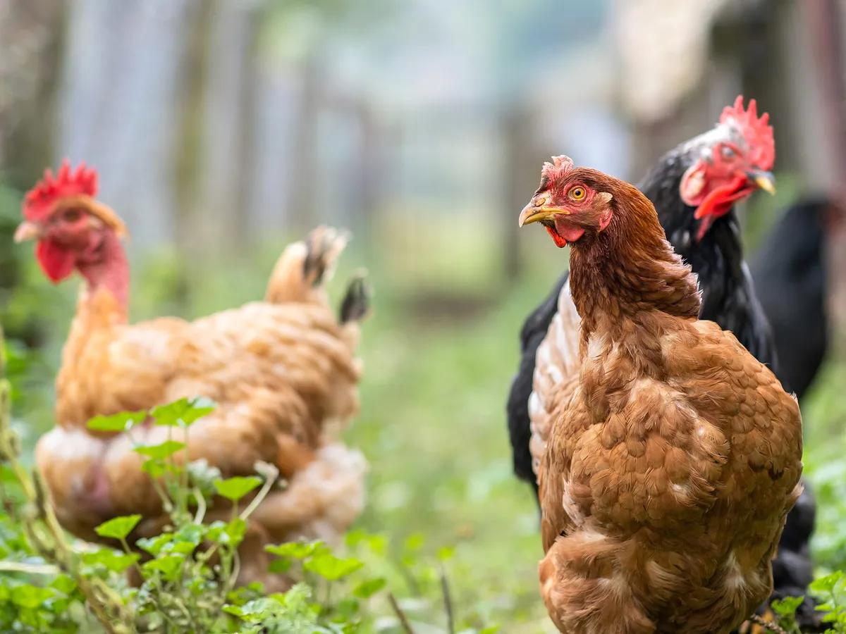 What Do Chickens Eat? (Diet + Behavior)