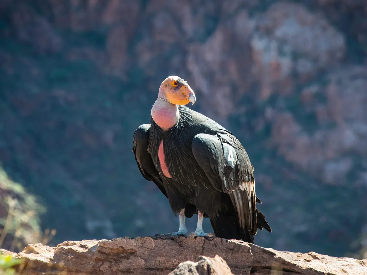 What Do Condors Eat? (Full Diet, Habits and Behavior) | Birdfact