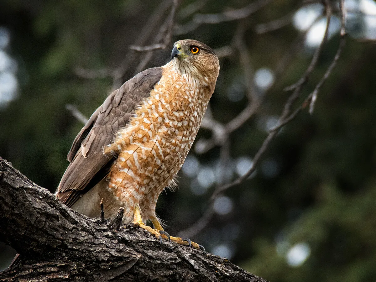 What Do Cooper’s Hawks Eat? (Complete Guide)