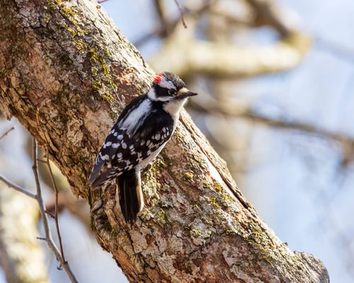 What Do Downy Woodpeckers Eat? (Complete Guide)