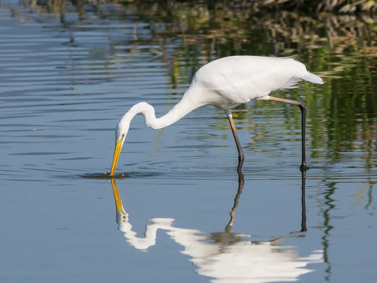 What Do Egrets Eat? (Full Diet, Habits and Behavior)