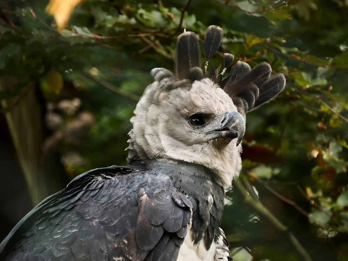 What Do Harpy Eagles Eat? (Complete Guide)