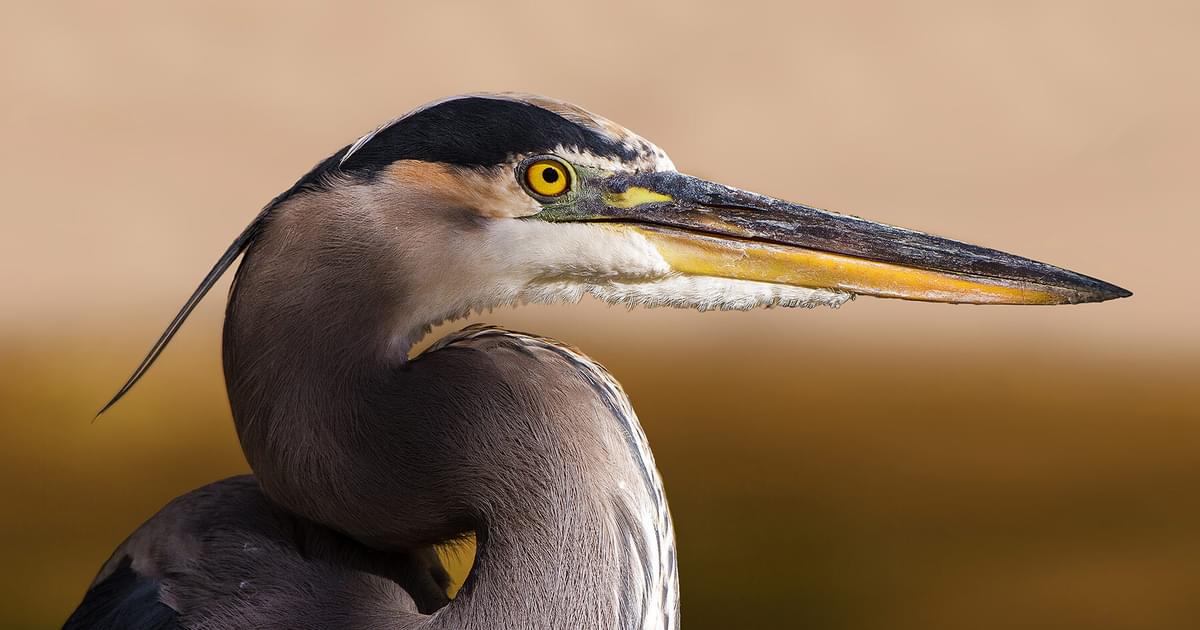 What Do Herons Eat? (Complete Guide) | Bird Fact